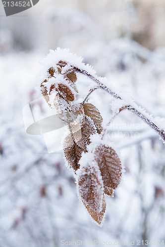 Image of Snow covered leaves