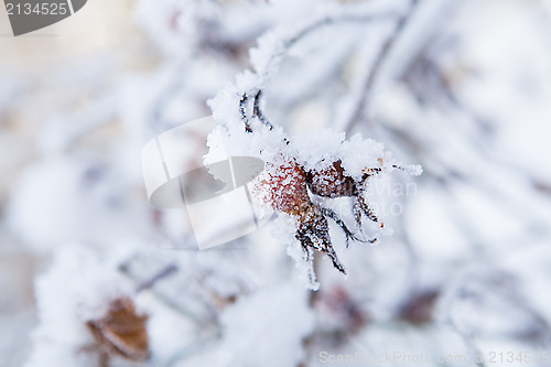 Image of Snow covered roseberry