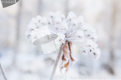 Image of Snow covered plant