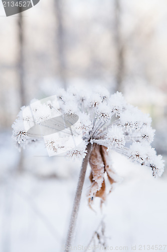 Image of Snow covered plant