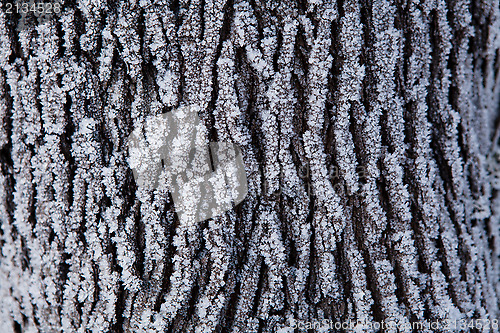 Image of Snow covered tree trunk