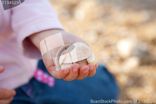 Image of Seashells in hand