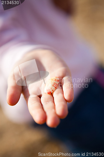 Image of Seashell in hand