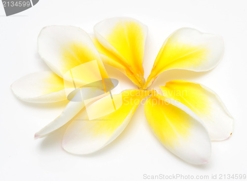 Image of plumeria