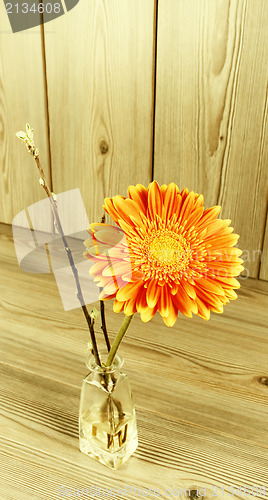 Image of Beautiful orange gerbera 