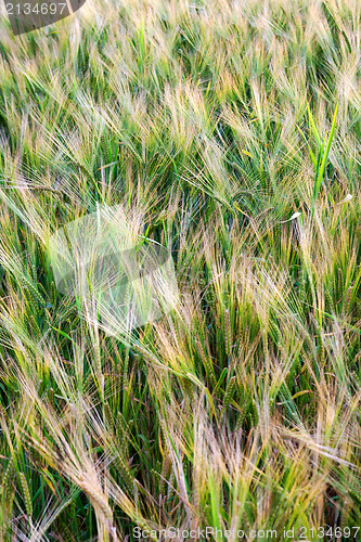 Image of Green wheat in the field.