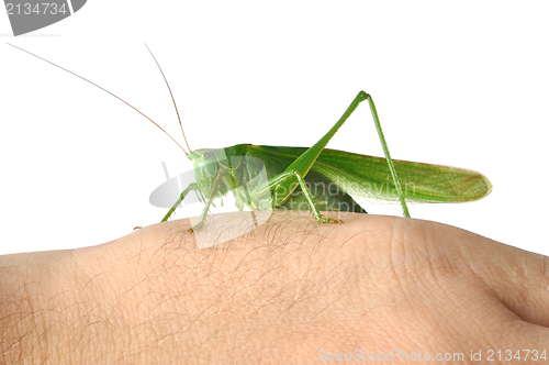 Image of Grasshopper on  Hand