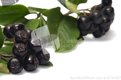 Image of Aronia.