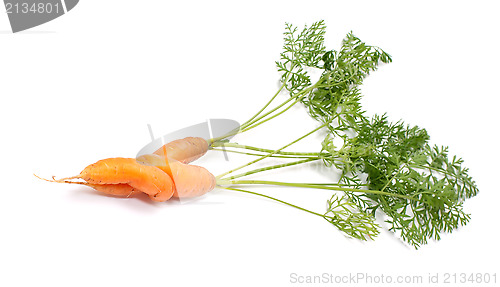 Image of Carrots.