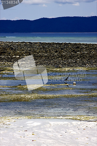 Image of little little bird beach   in indian ocean madagascar