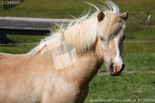 Image of Horse in Iceland