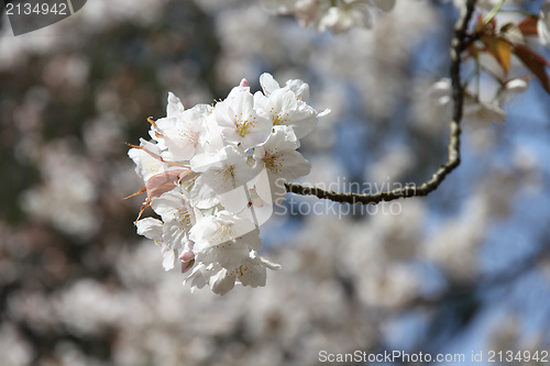 Image of Sakura in Japan