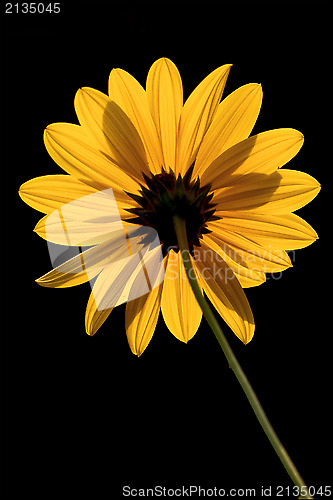 Image of rear of  yellow flower buphtalmum salicifolium 