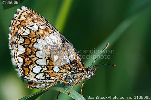 Image of wild orange  butterfly  on a green leaf