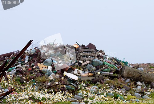 Image of camomiles and dump