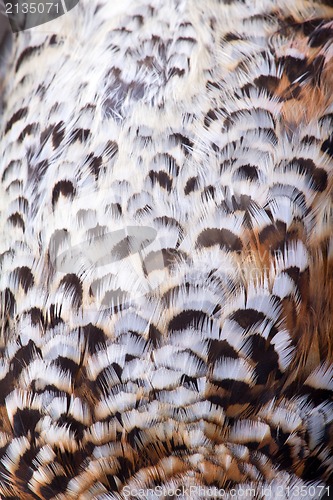 Image of plumage of a hazel grouse
