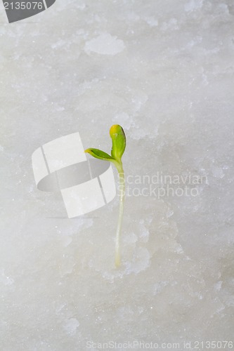 Image of first plants