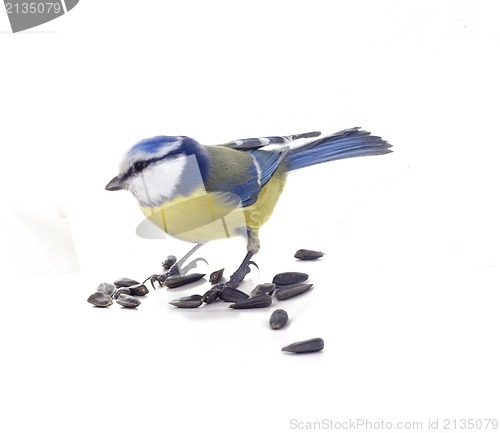 Image of Cyanistes caeruleus