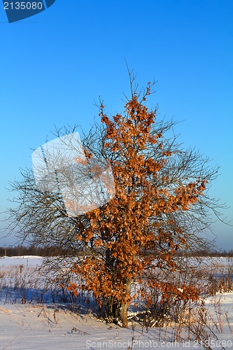 Image of the escaped oak