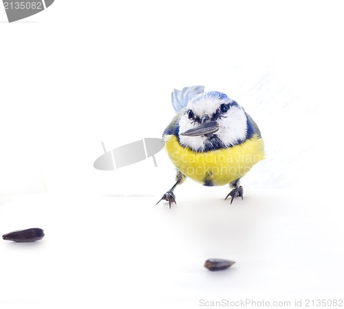 Image of Cyanistes caeruleus