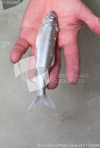 Image of smelt (Osmerus eperlanus)