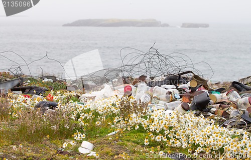 Image of camomiles and dump