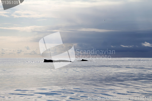 Image of humpback whale (lat. Megaptera novaeangliae)