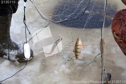 Image of winter  marine net