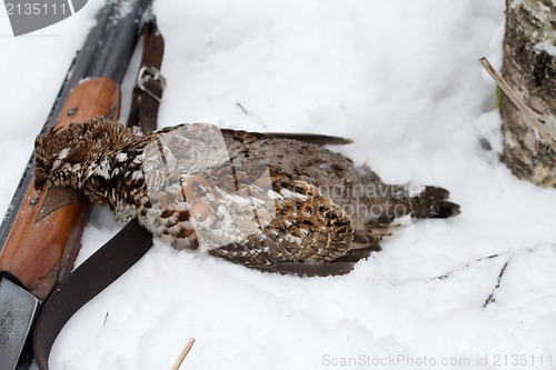 Image of  hunting for a hazel grouse