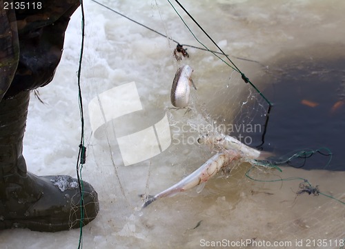 Image of winter  marine net