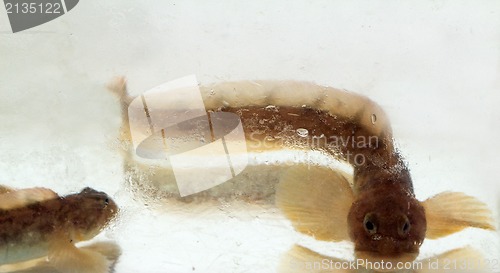 Image of mother-of-eels in the winter under ice (Zoarces viviparus)