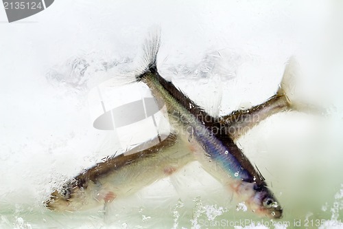 Image of smelt in the winter under ice (Osmerus eperlanus)