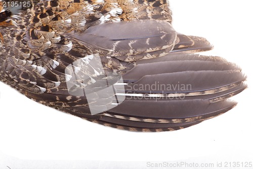 Image of plumage of a hazel grouse