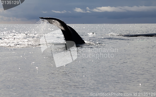 Image of humpback whale (lat. Megaptera novaeangliae)