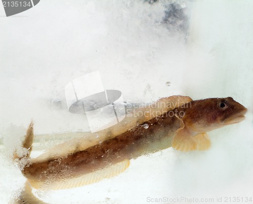 Image of mother-of-eels in the winter under ice (Zoarces viviparus)