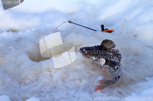 Image of winter perch fishing leisure