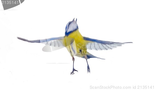 Image of Cyanistes caeruleus