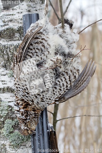 Image of  hunting for a hazel grouse