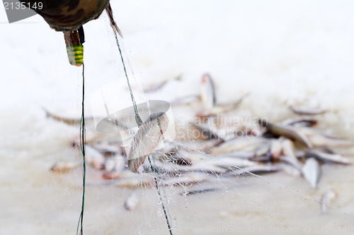 Image of winter  marine net