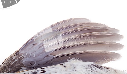 Image of plumage of a hazel grouse