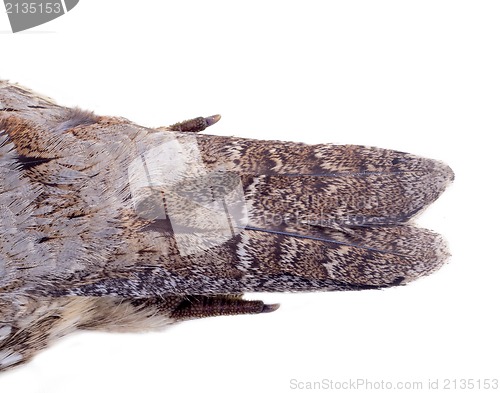 Image of plumage of a hazel grouse