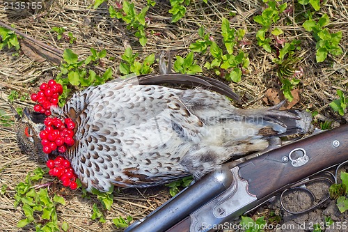 Image of hunting  a hazel grouse