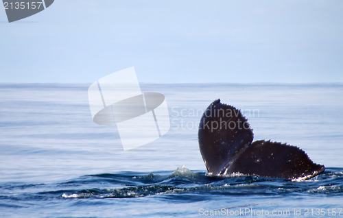 Image of humpback whale (lat. Megaptera novaeangliae)