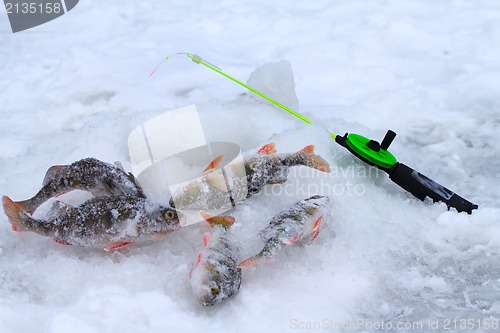 Image of winter perch fishing leisure