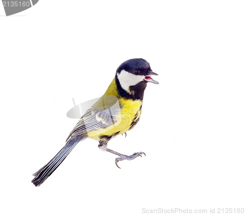 Image of Various great tit