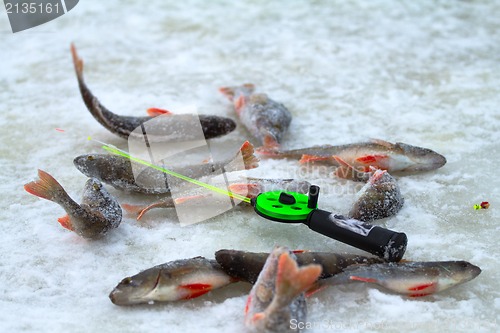 Image of winter perch fishing leisure