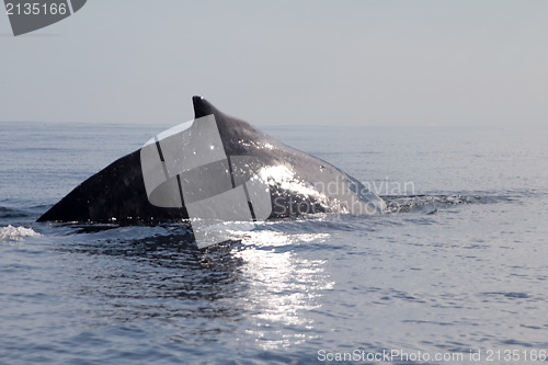 Image of humpback whale (lat. Megaptera novaeangliae)