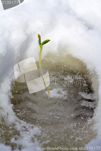 Image of traces of spring