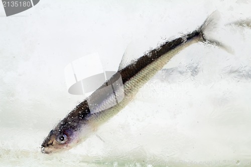 Image of smelt in the winter under ice (Osmerus eperlanus)