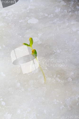 Image of first plants